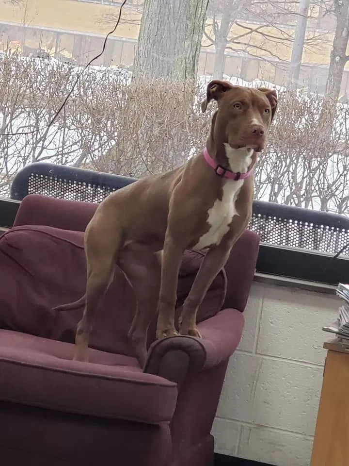 Lost dog in Taylor, MI, 48180
