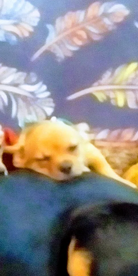 Lost dog in Booneville, AR, 72927