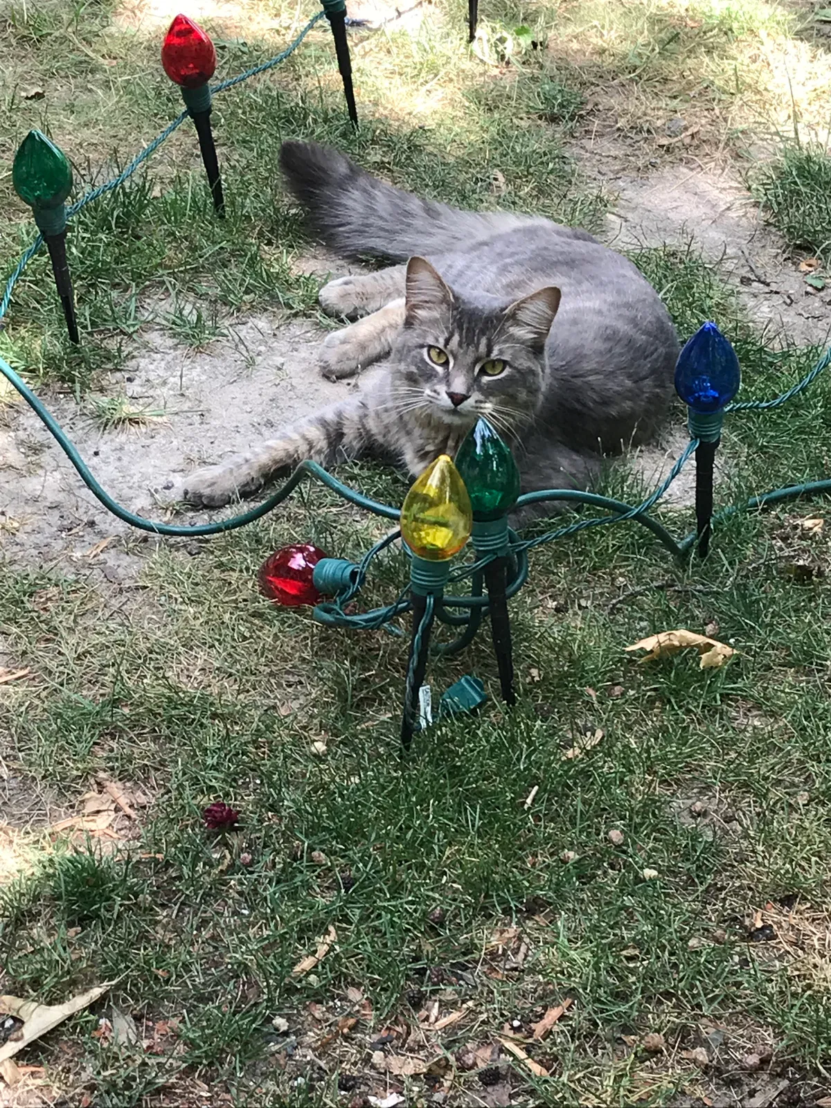 Lost cat in White Lake, MI, 48386