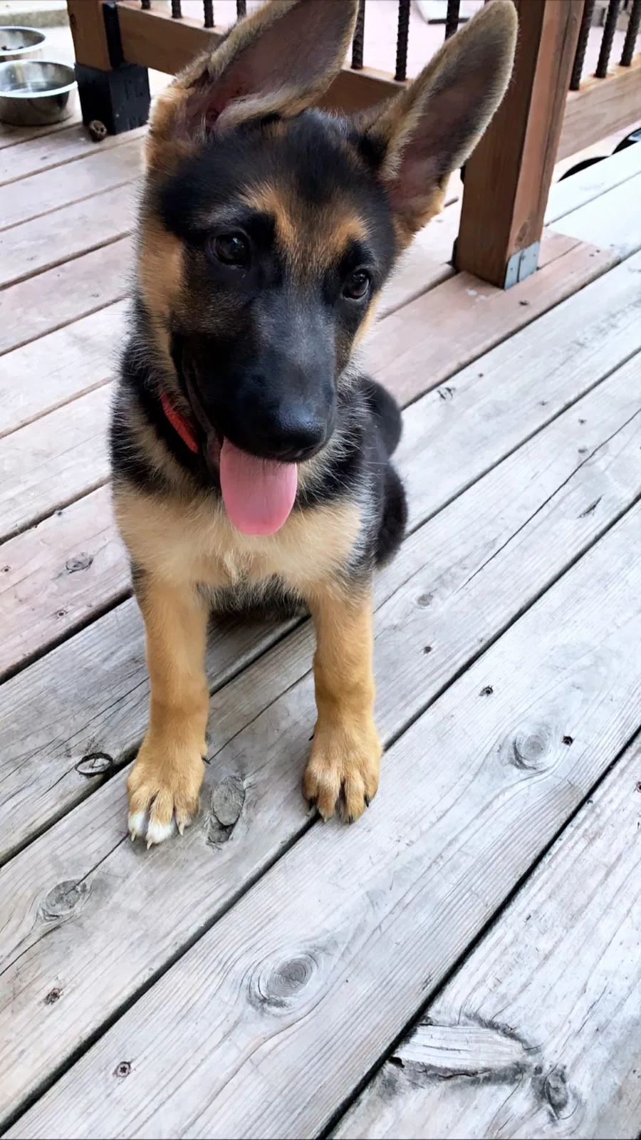 Lost dog in Saint Louis, MO, 63119