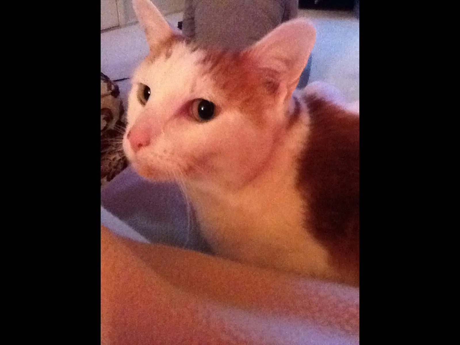 Lost cat in Dacula, GA, 30019