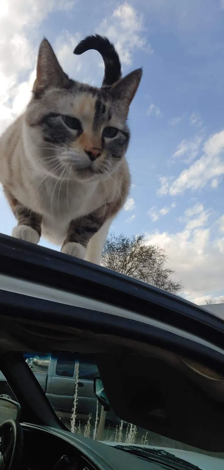 Lost cat in Rio Rancho, NM, 87124