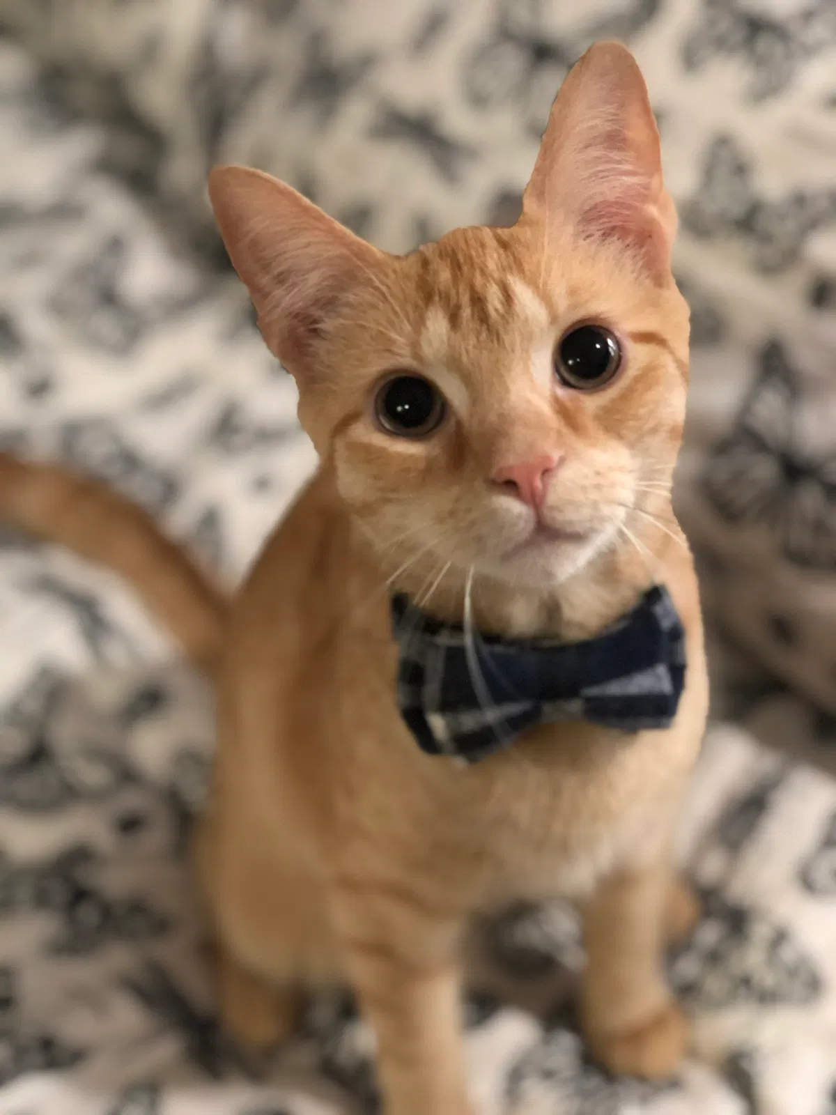 Lost cat in Columbus, OH, 43204