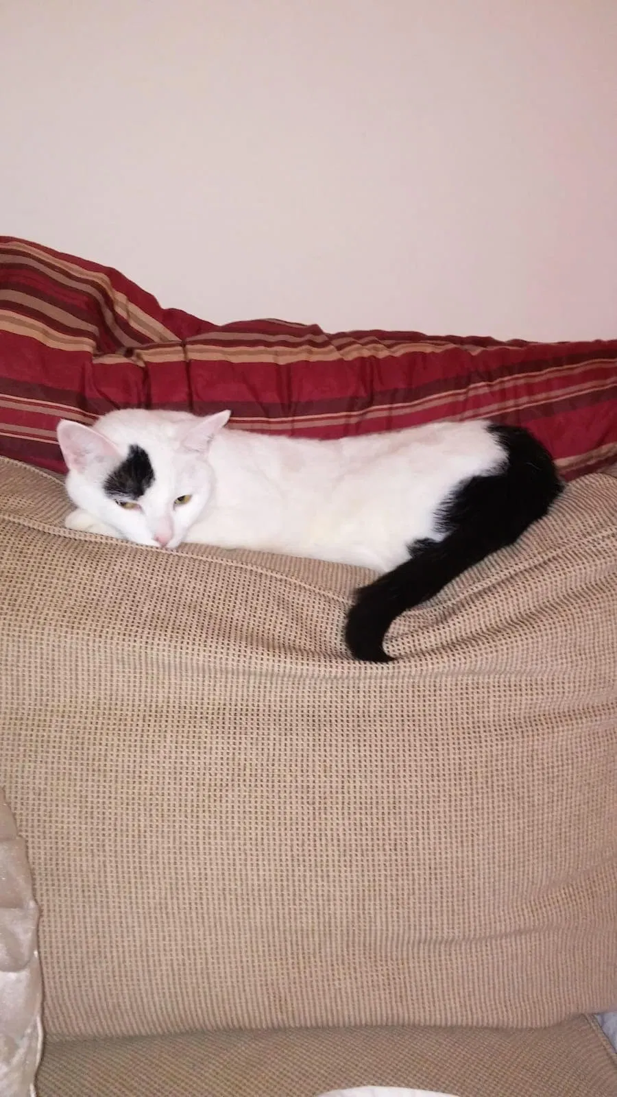 Lost cat in Lake In The Hills, IL, 60156