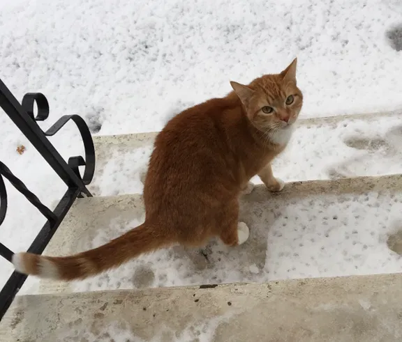 Lost cat in Saint Paul, MN, 55108