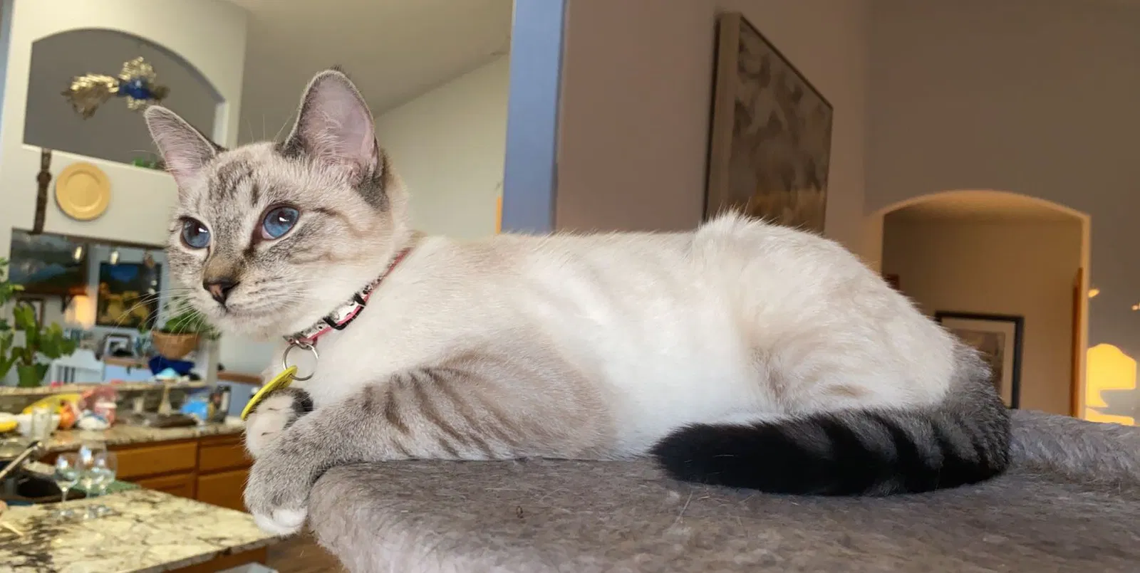 Lost cat in Coeur D Alene, ID, 83815