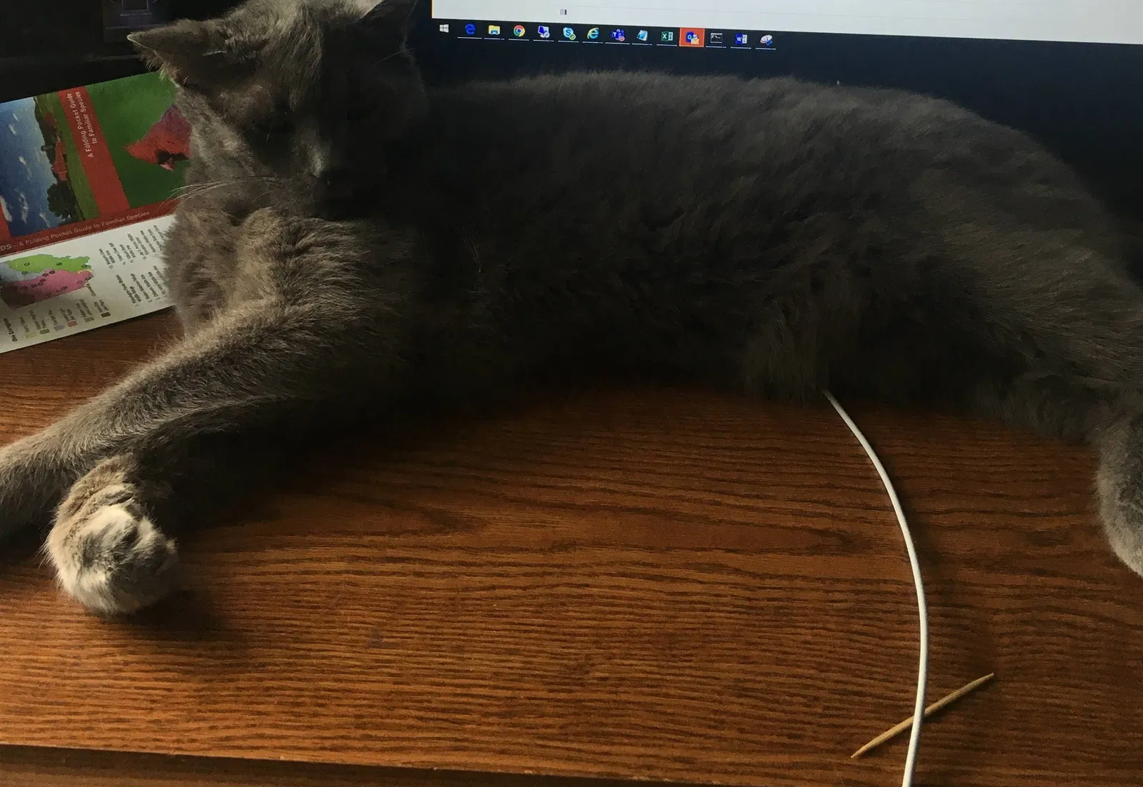 Lost cat in Delaware, OH, 43015