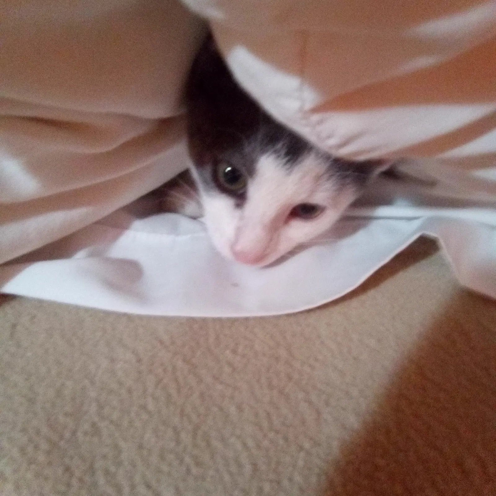 Lost cat in Pueblo, CO, 81007