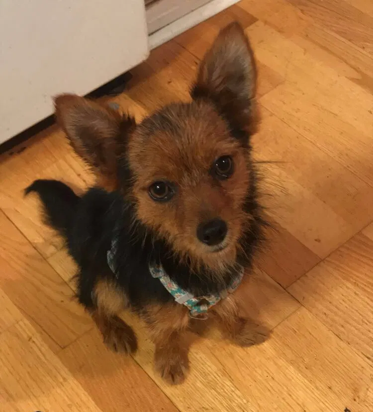 Lost dog in Charlottesville, VA, 22902