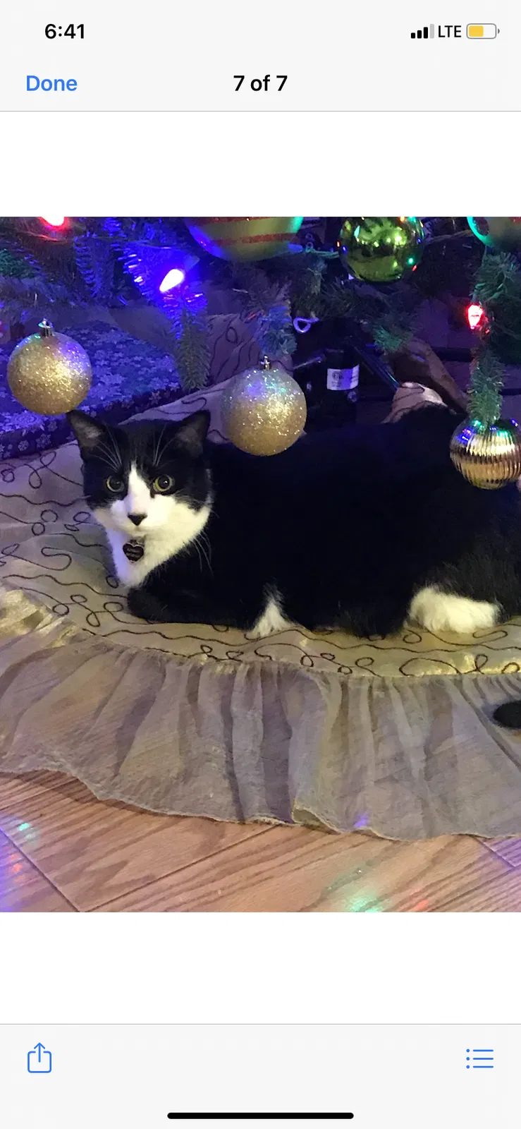 Lost cat in Knoxville, TN, 37932
