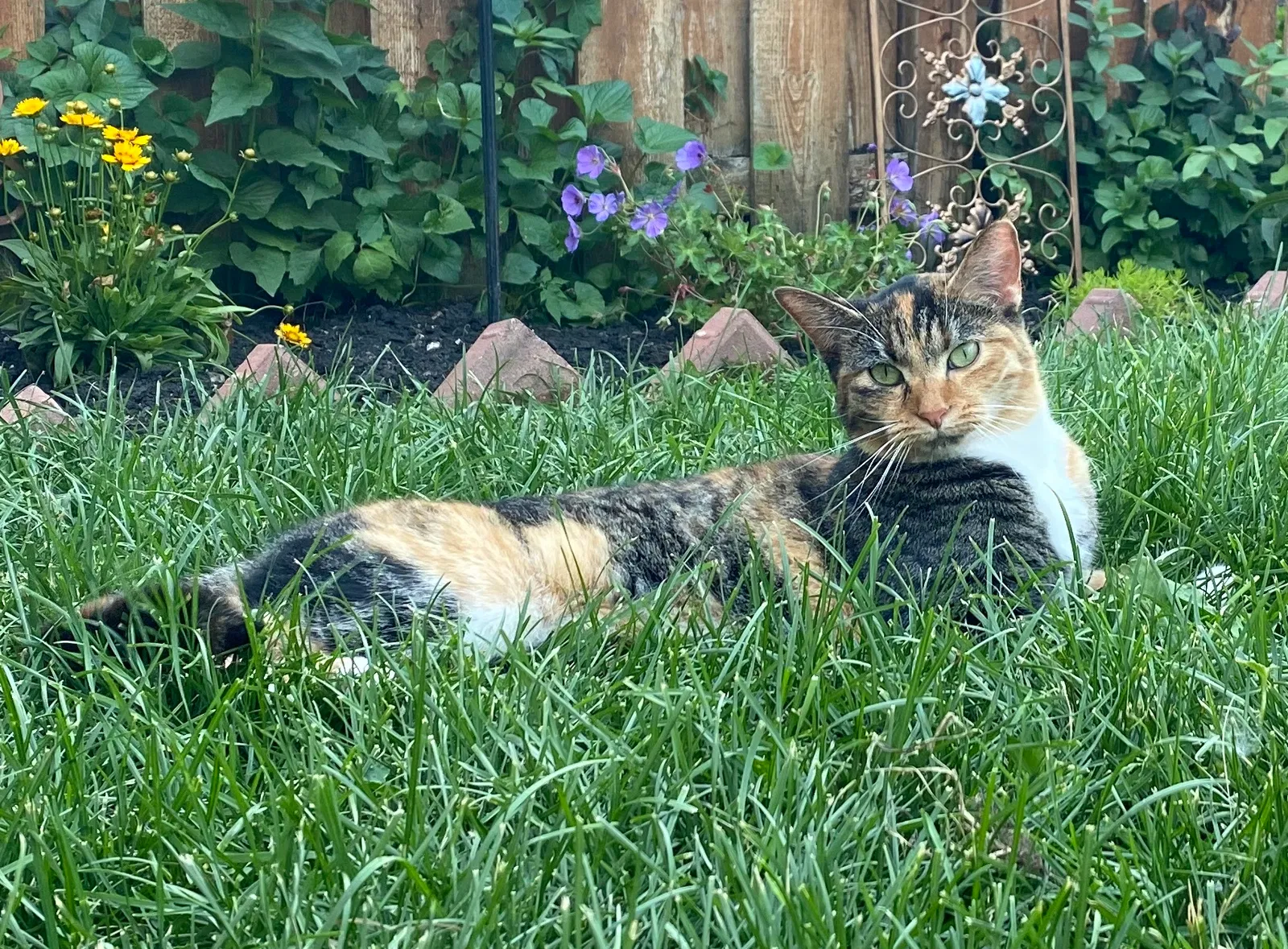 Lost cat in Berwyn, IL, 60402