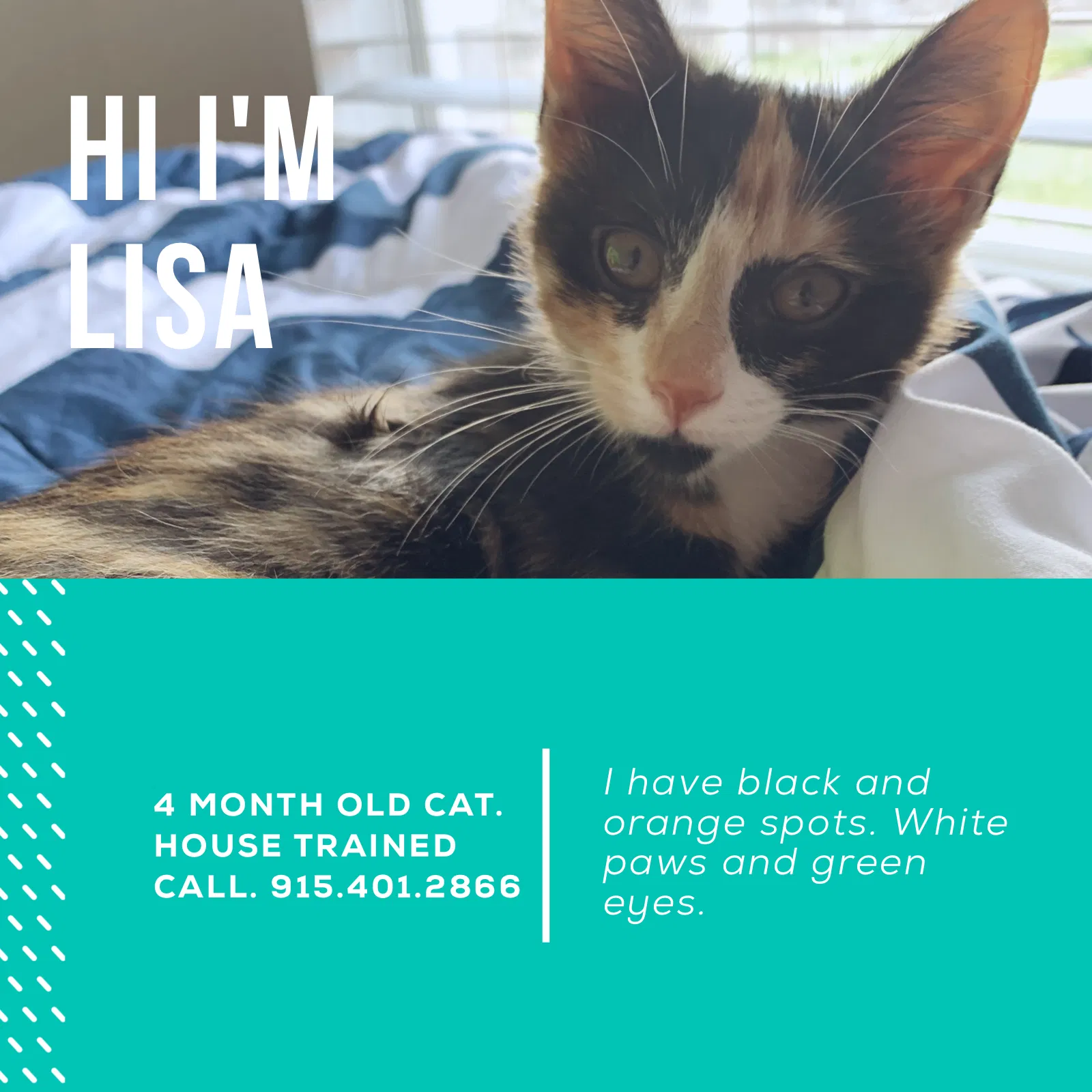 Lost cat in El Paso, TX, 79912
