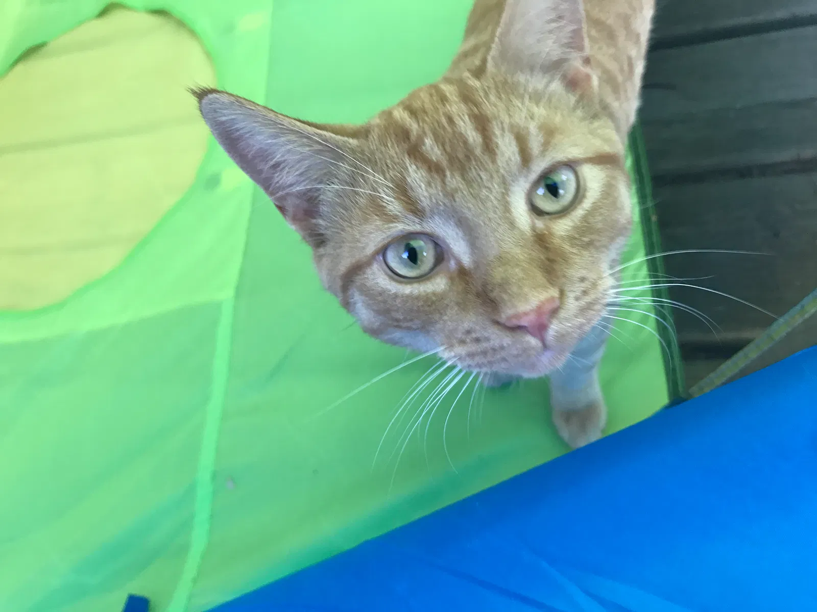 Lost cat in Saratoga Springs, NY, 12866