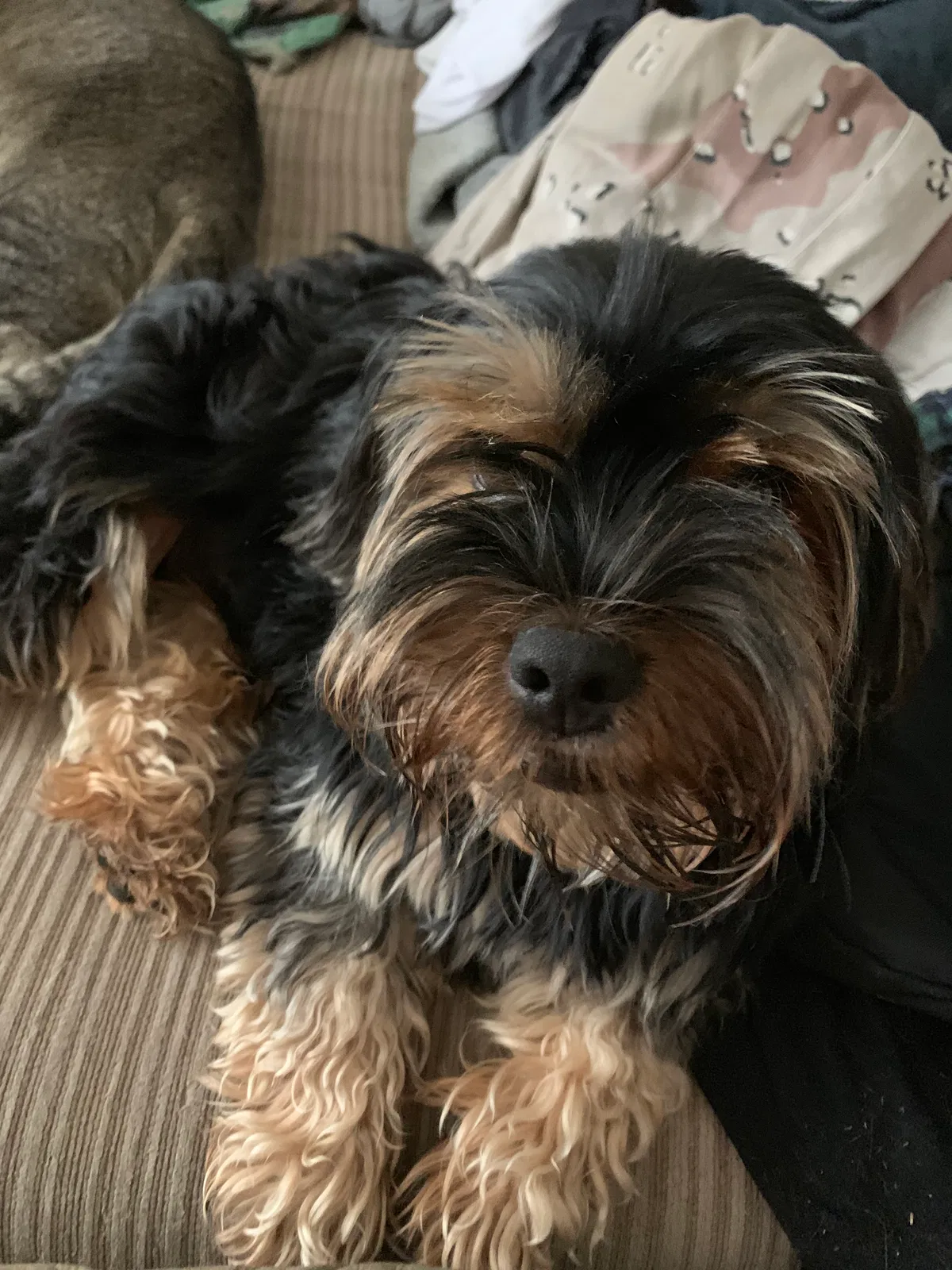 Lost dog in Cedartown, GA, 30125