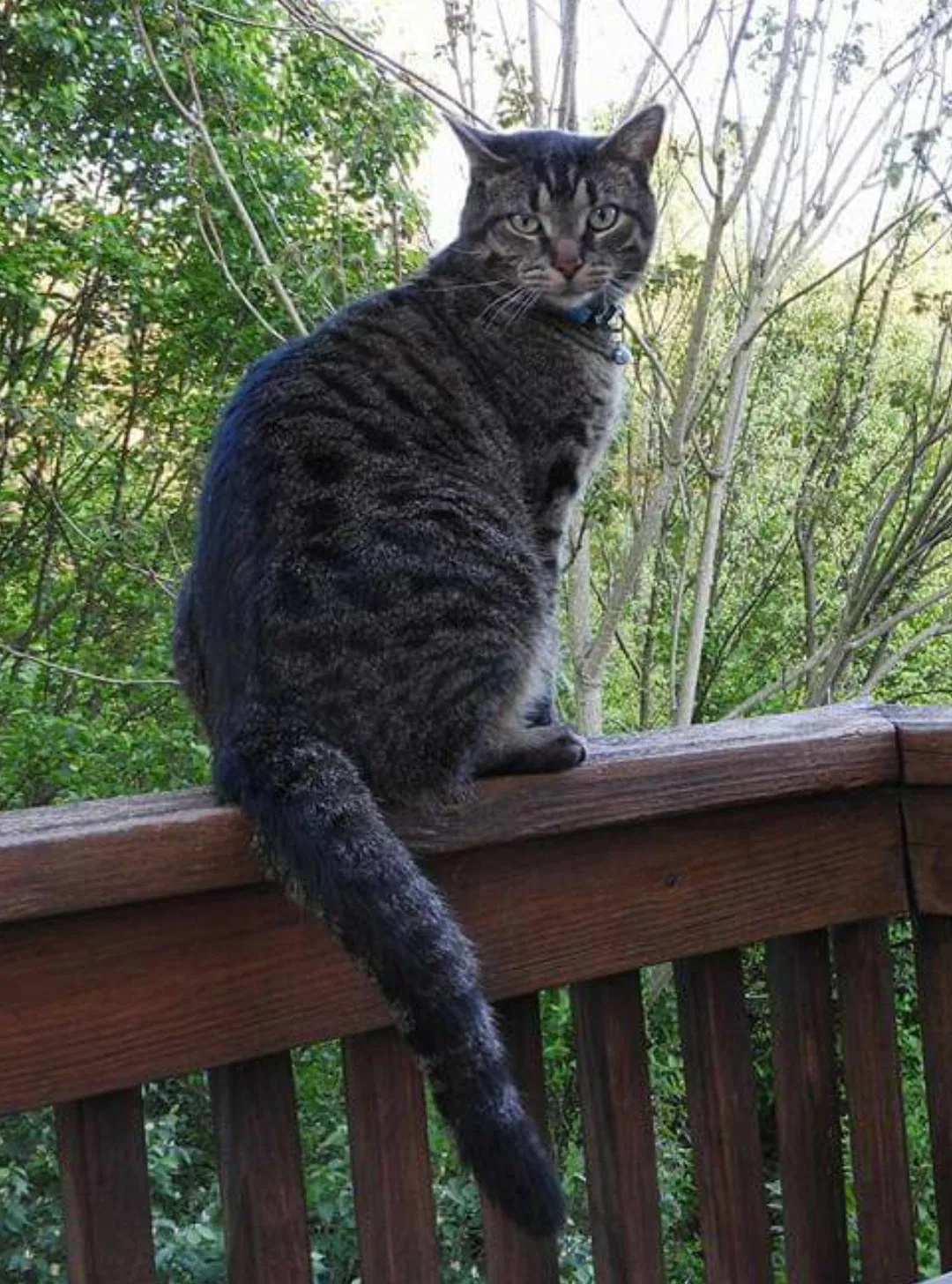 Lost cat in Knoxville, TN, 37921