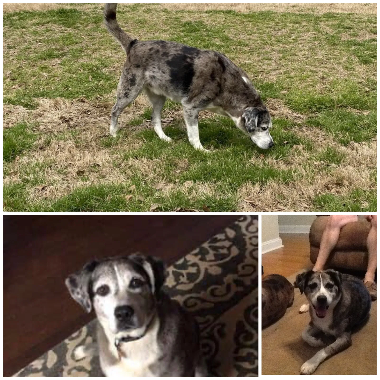 Lost dog in Cartersville, GA, 30120