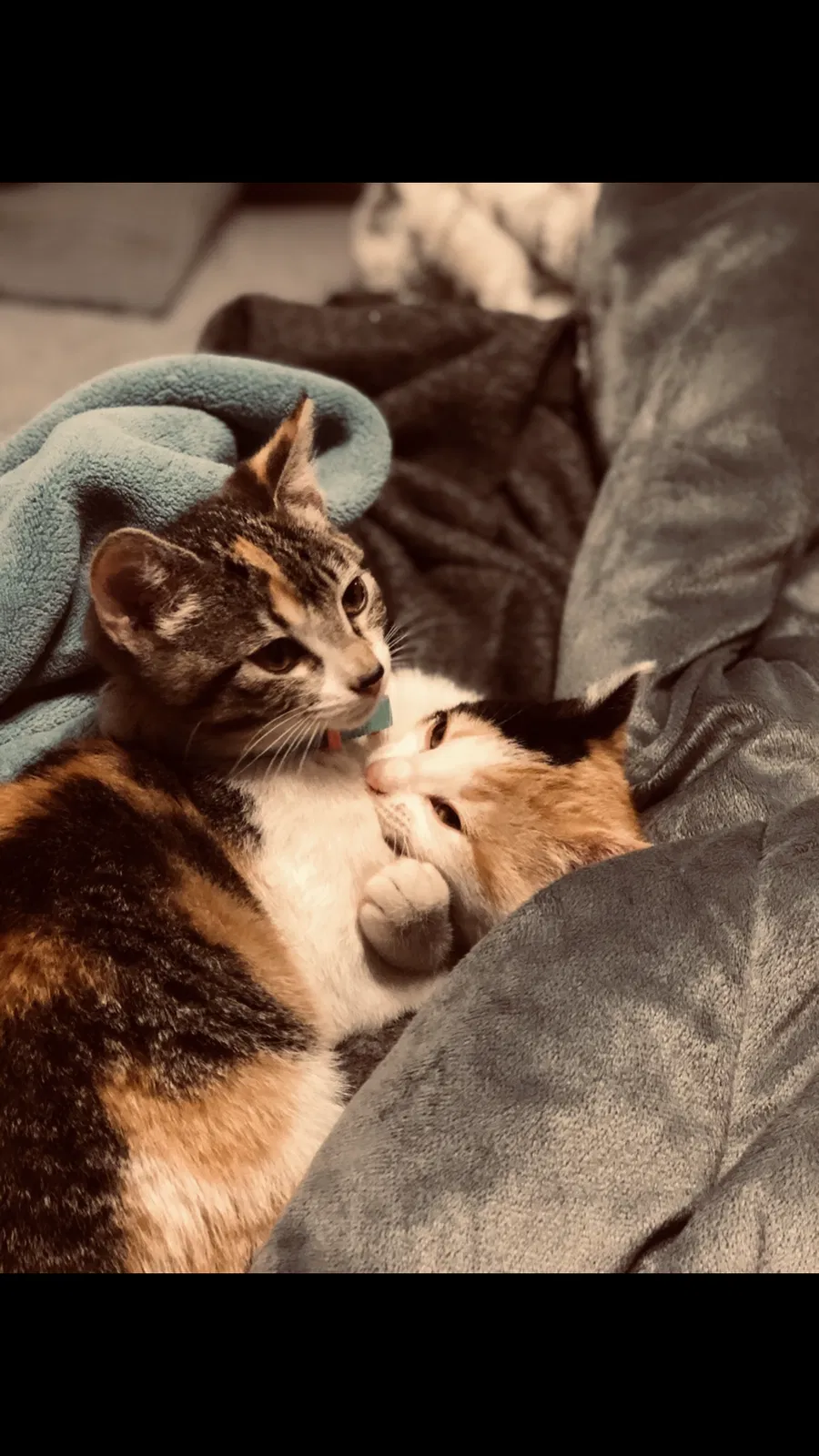 Lost cat in Temple, TX, 76504