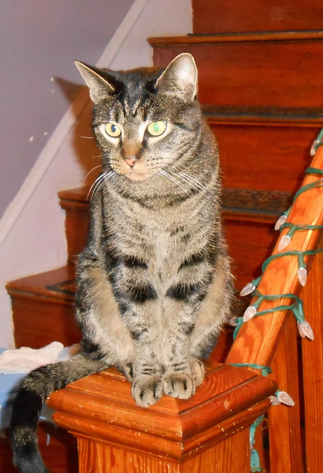 Lost cat in Bangor, ME, 4401