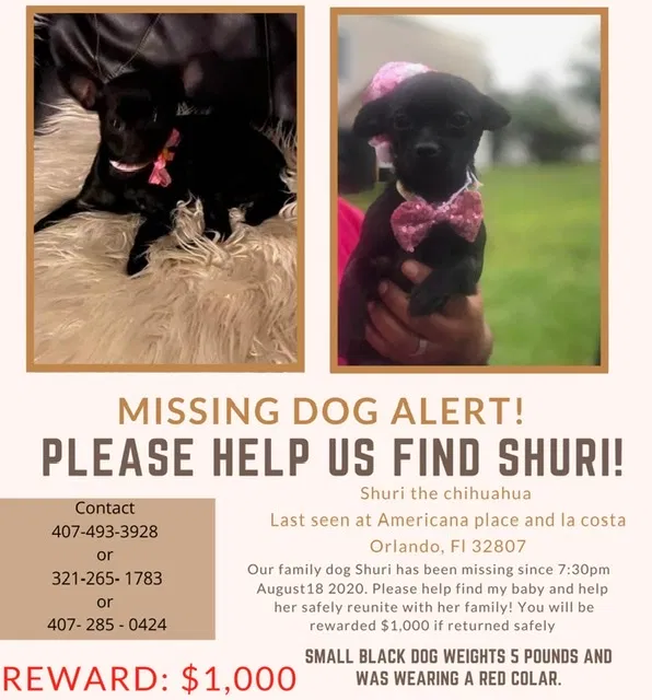 Lost dog in Orlando, FL, 32807