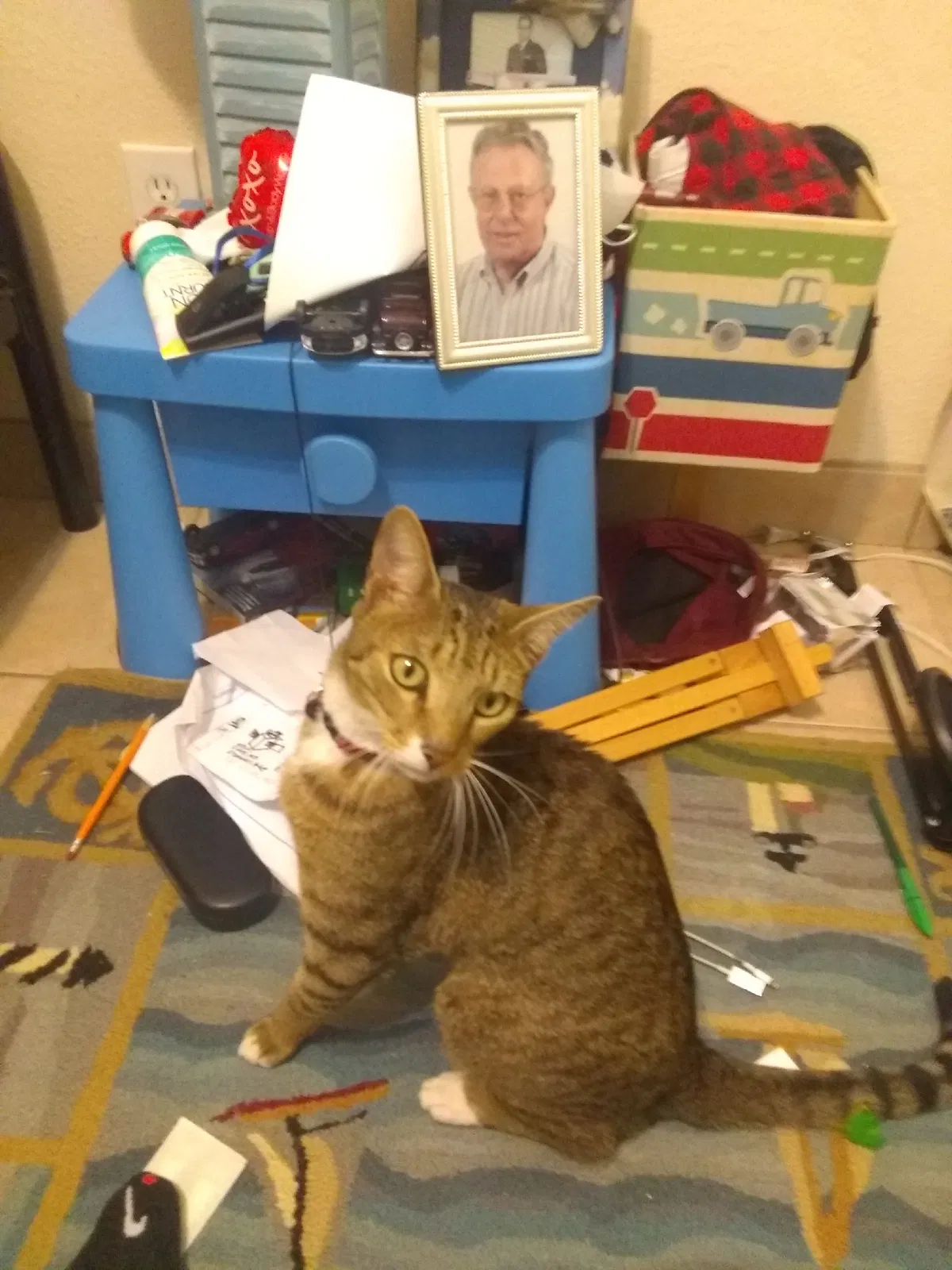 Lost cat in Winter Park, FL, 32789