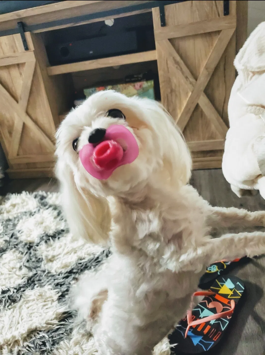 Lost dog in Orlando, FL, 32811