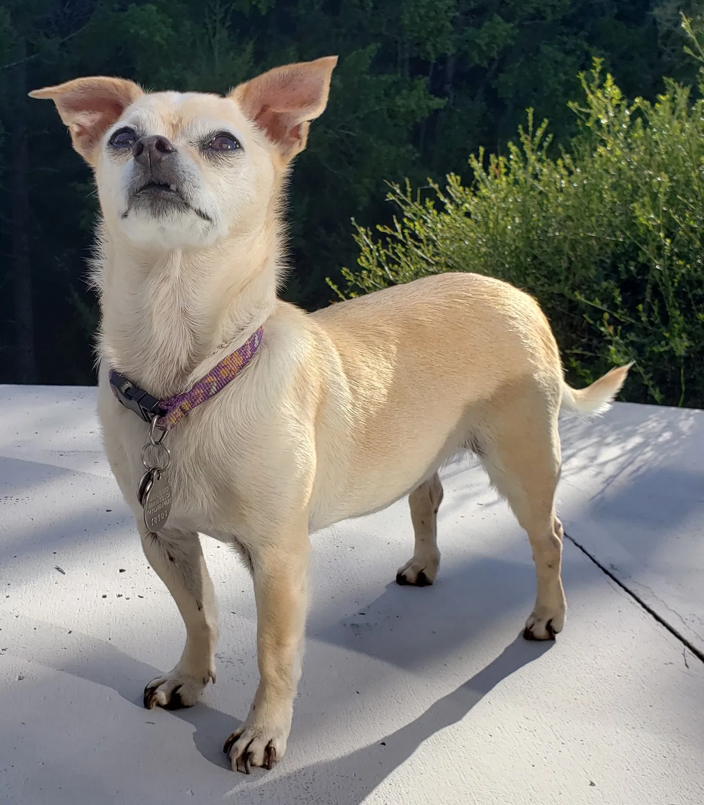 Lost dog in San Geronimo, CA, 94963