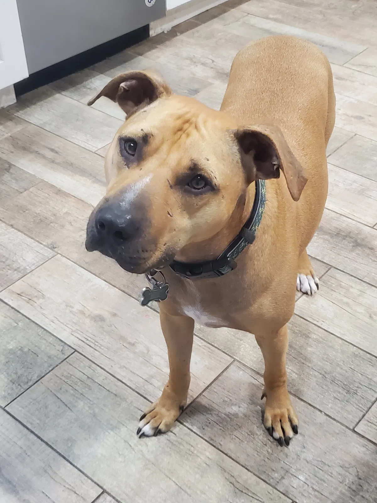 Lost dog in Grand Island, FL, 32735