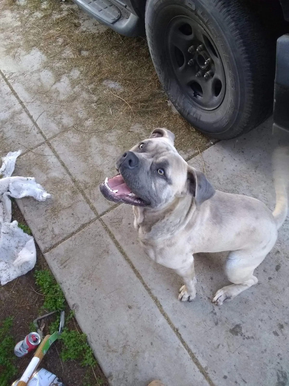 Lost dog in Fresno, CA, 93706