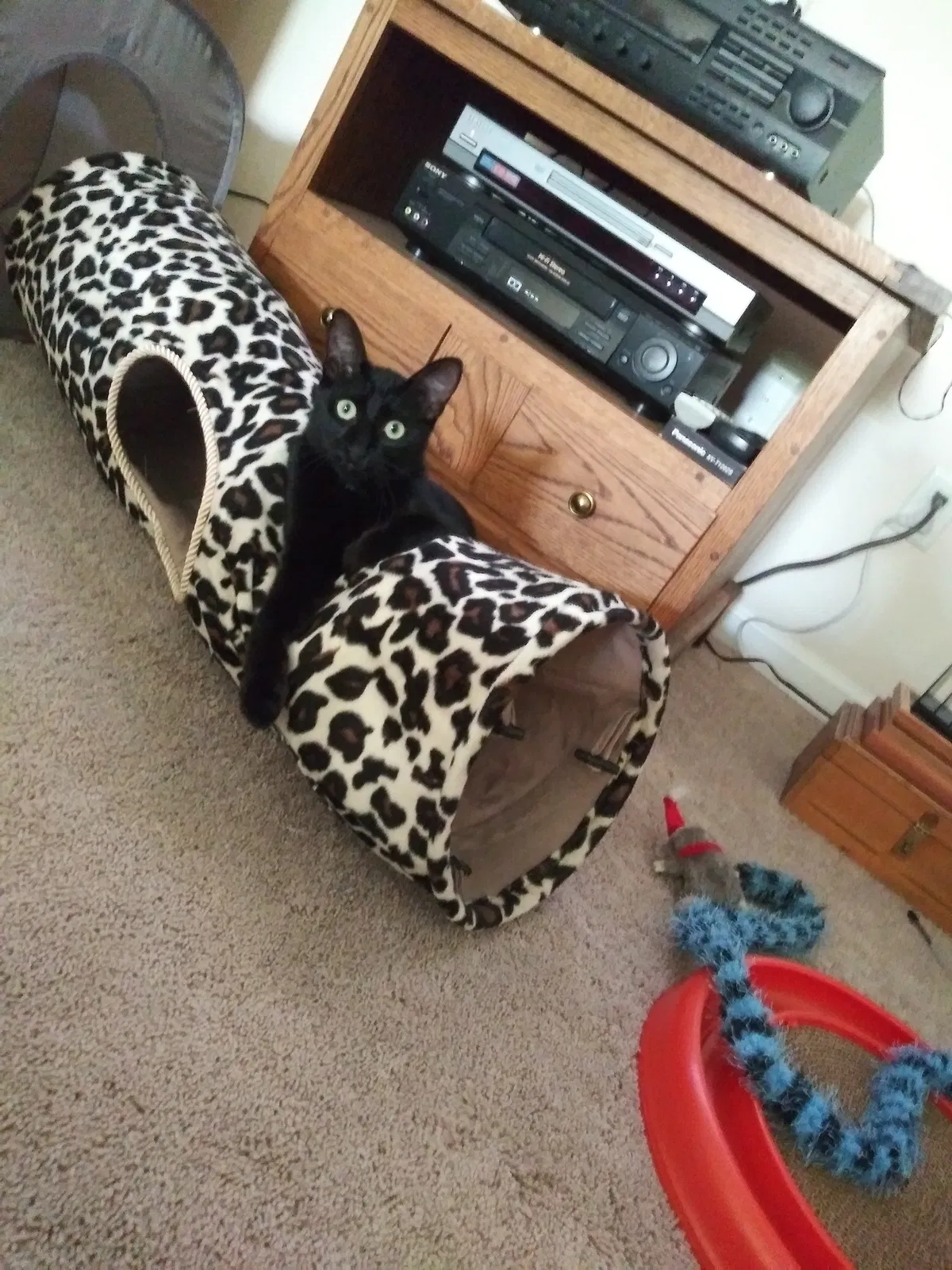 Lost cat in Jacksonville, FL, 32222
