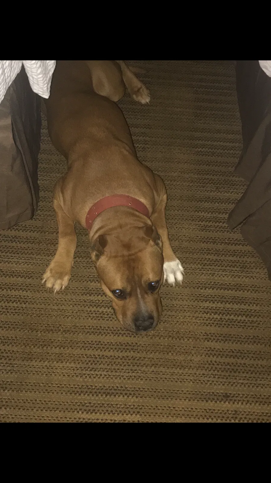 Lost dog in Saint Albans, NY, 11412