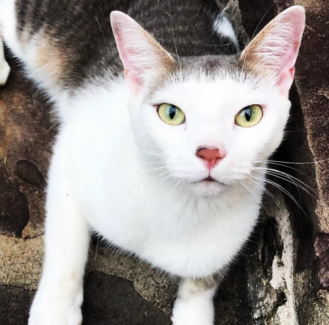 Lost cat in Marietta, GA, 30064