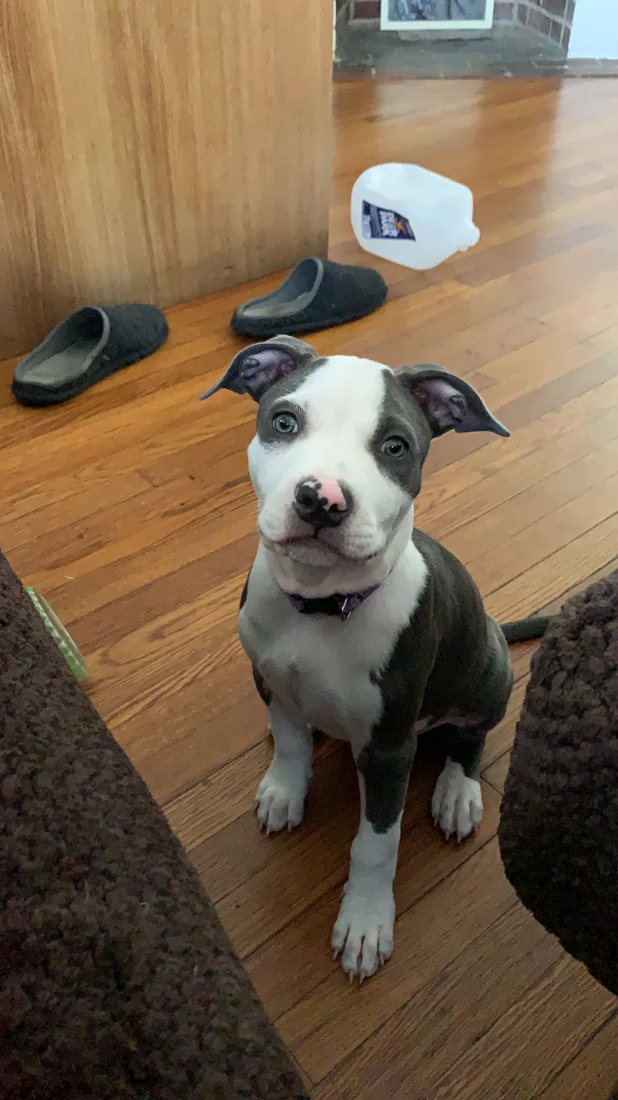 Missing Dog