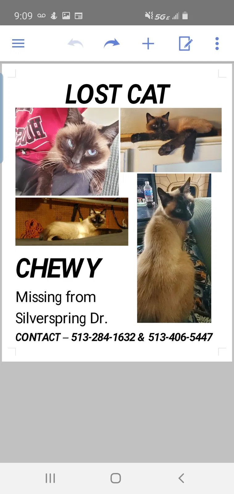 Lost cat in Cincinnati, OH, 45238