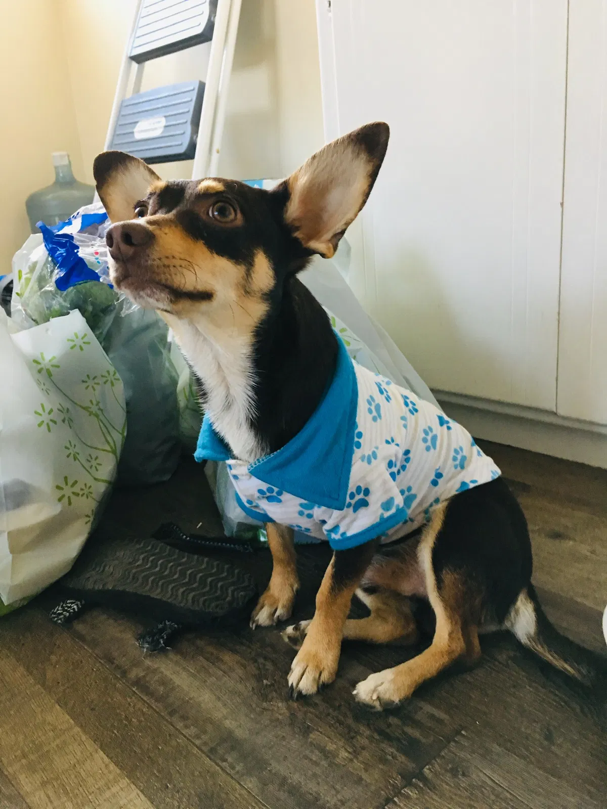 Lost dog in Fresno, CA, 93706