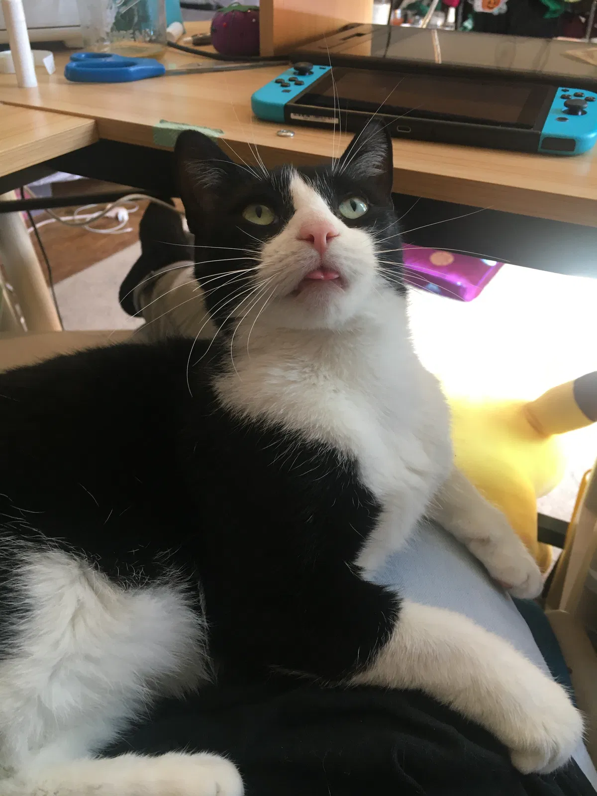 Lost cat in Grand Rapids, MI, 49505