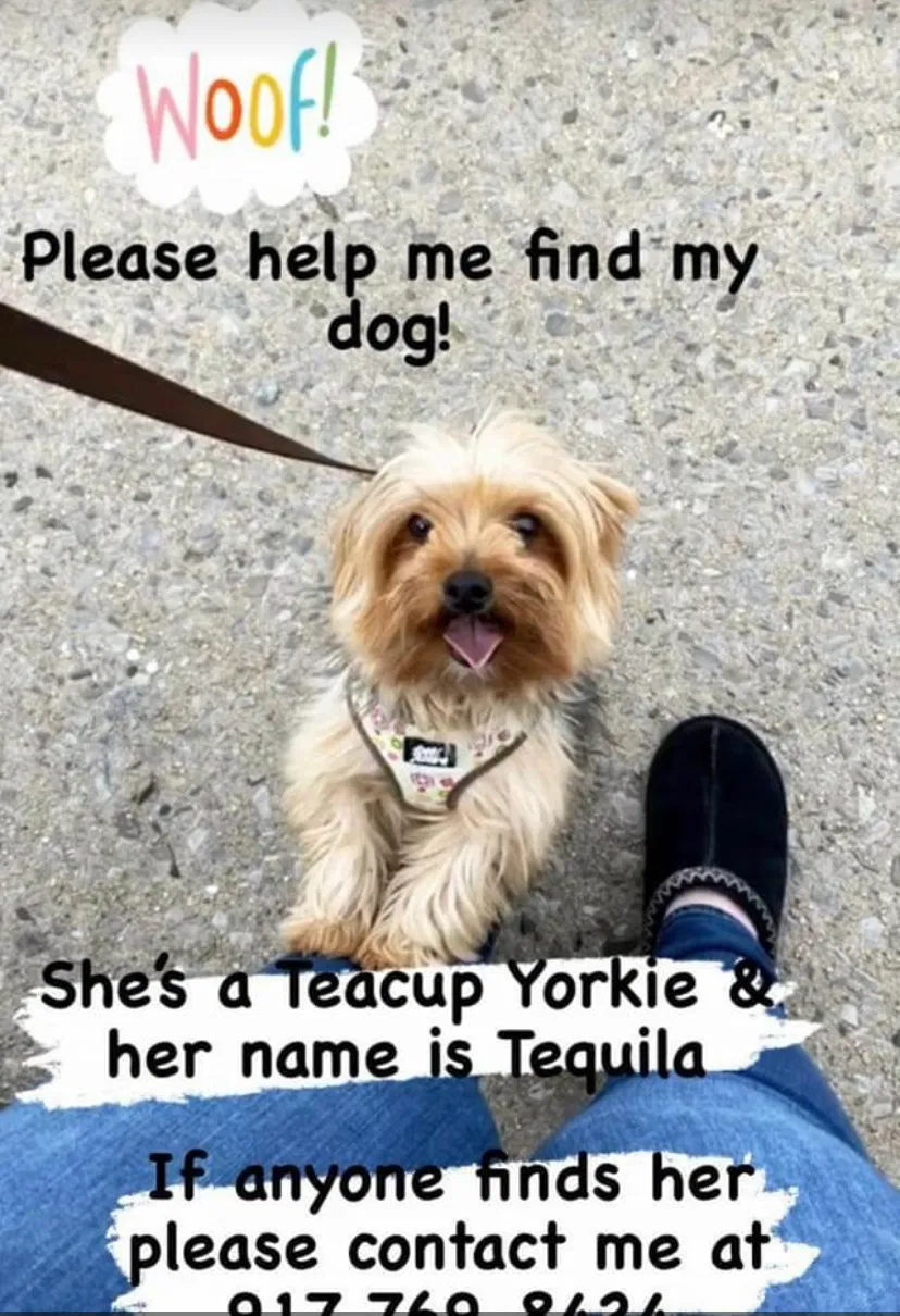 Lost dog in Brooklyn, NY, 11228