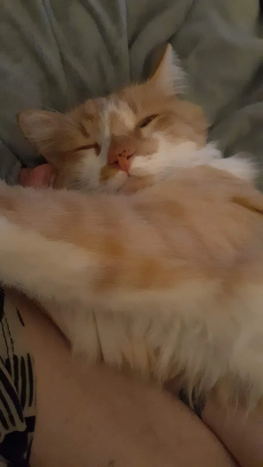 Lost cat in Albuquerque, NM, 87120