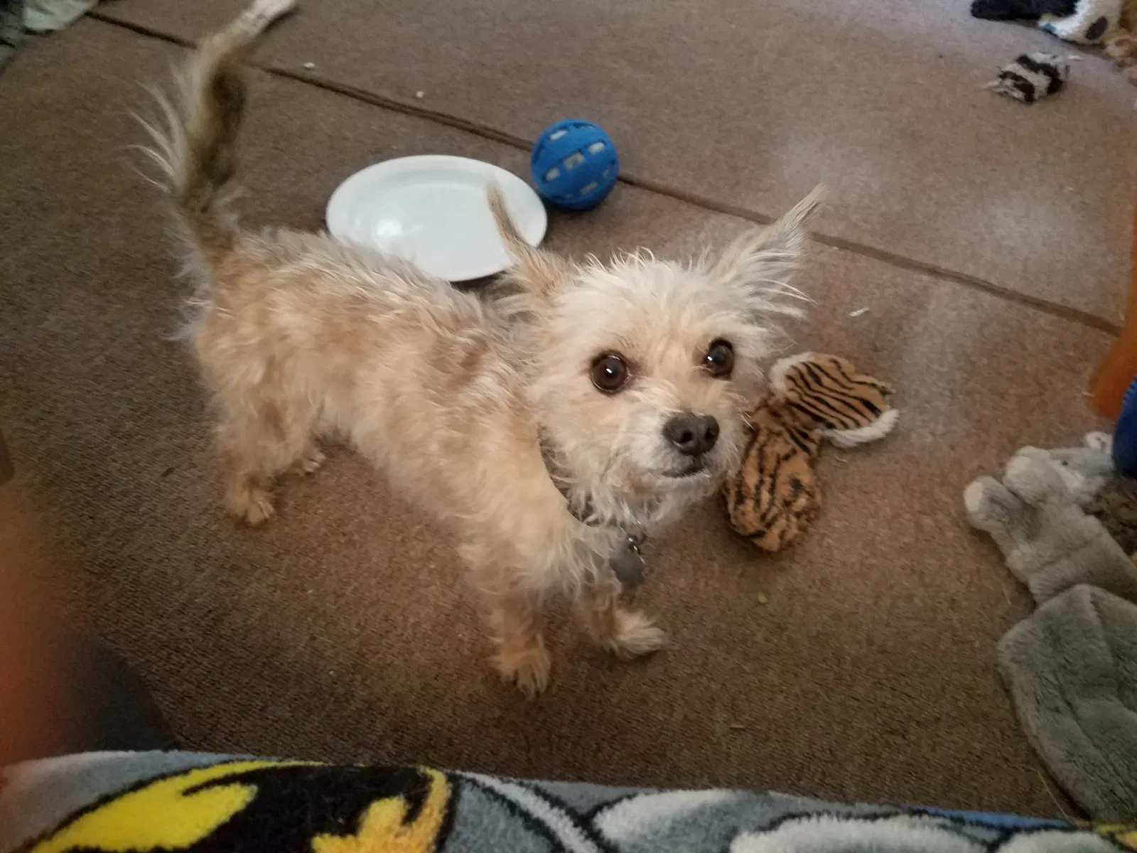 Found dog in Colorado Springs, CO, 80903