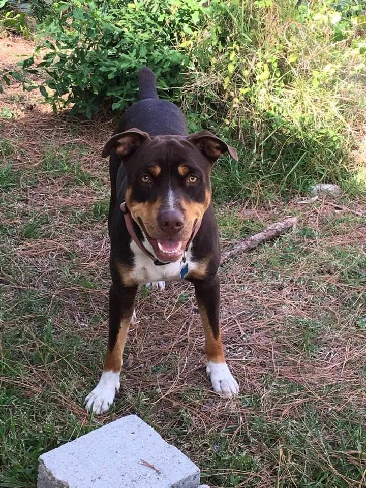Lost dog in Jupiter, FL, 33478