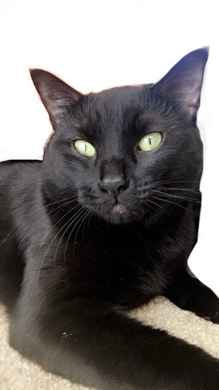 Lost cat in Colorado Springs, CO, 80906
