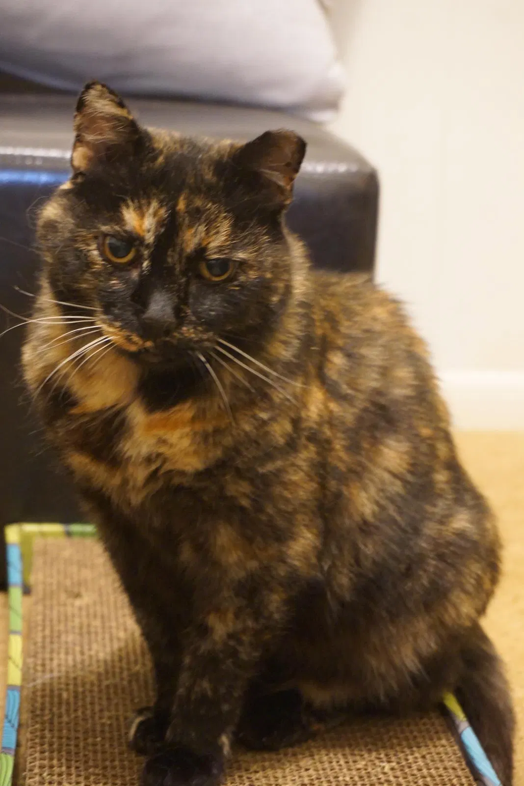 Lost cat in San Francisco, CA, 94115