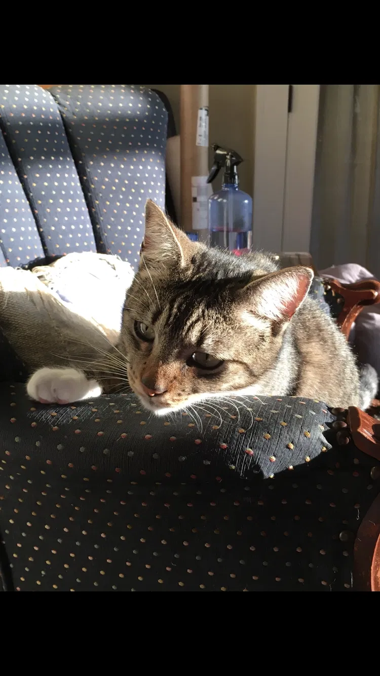 Lost cat in Portland, OR, 97221