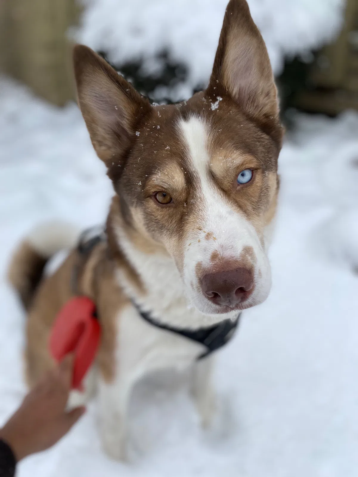 Lost dog in Colorado Springs, CO, 80918