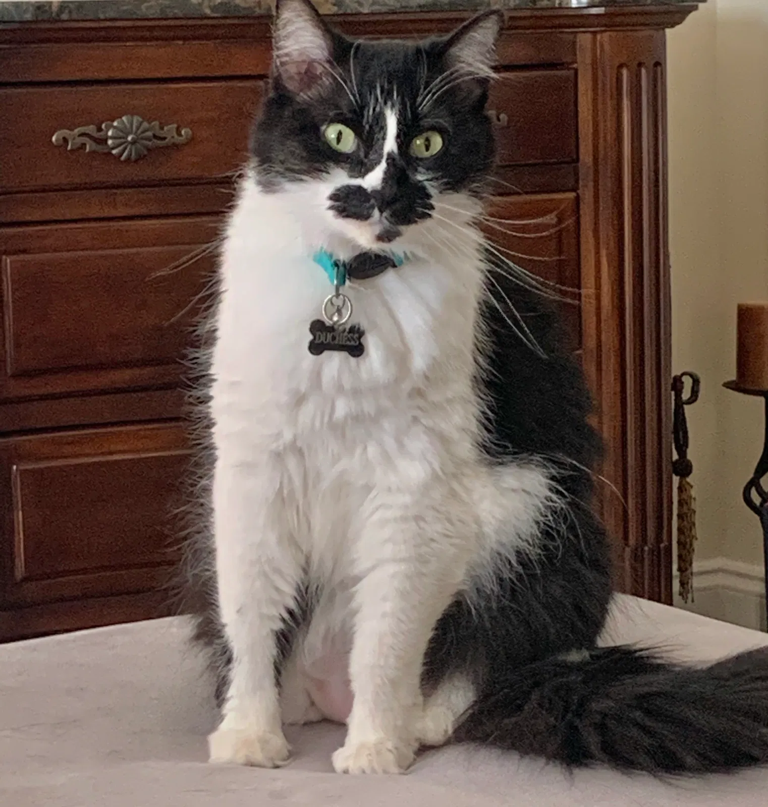 Lost cat in New Orleans, LA, 70118