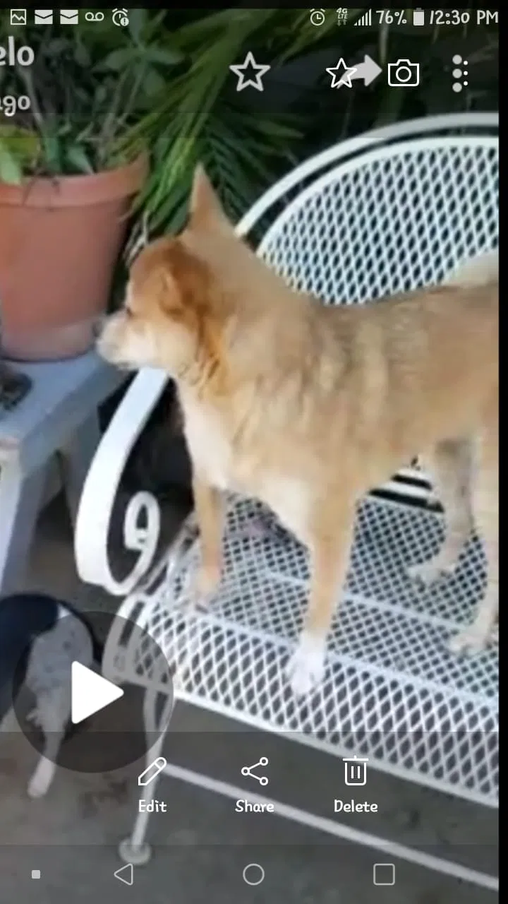 Lost dog in San Bernardino, CA, 92404