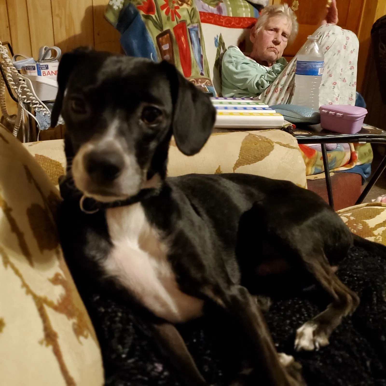 Lost dog in Davenport, IA, 52803