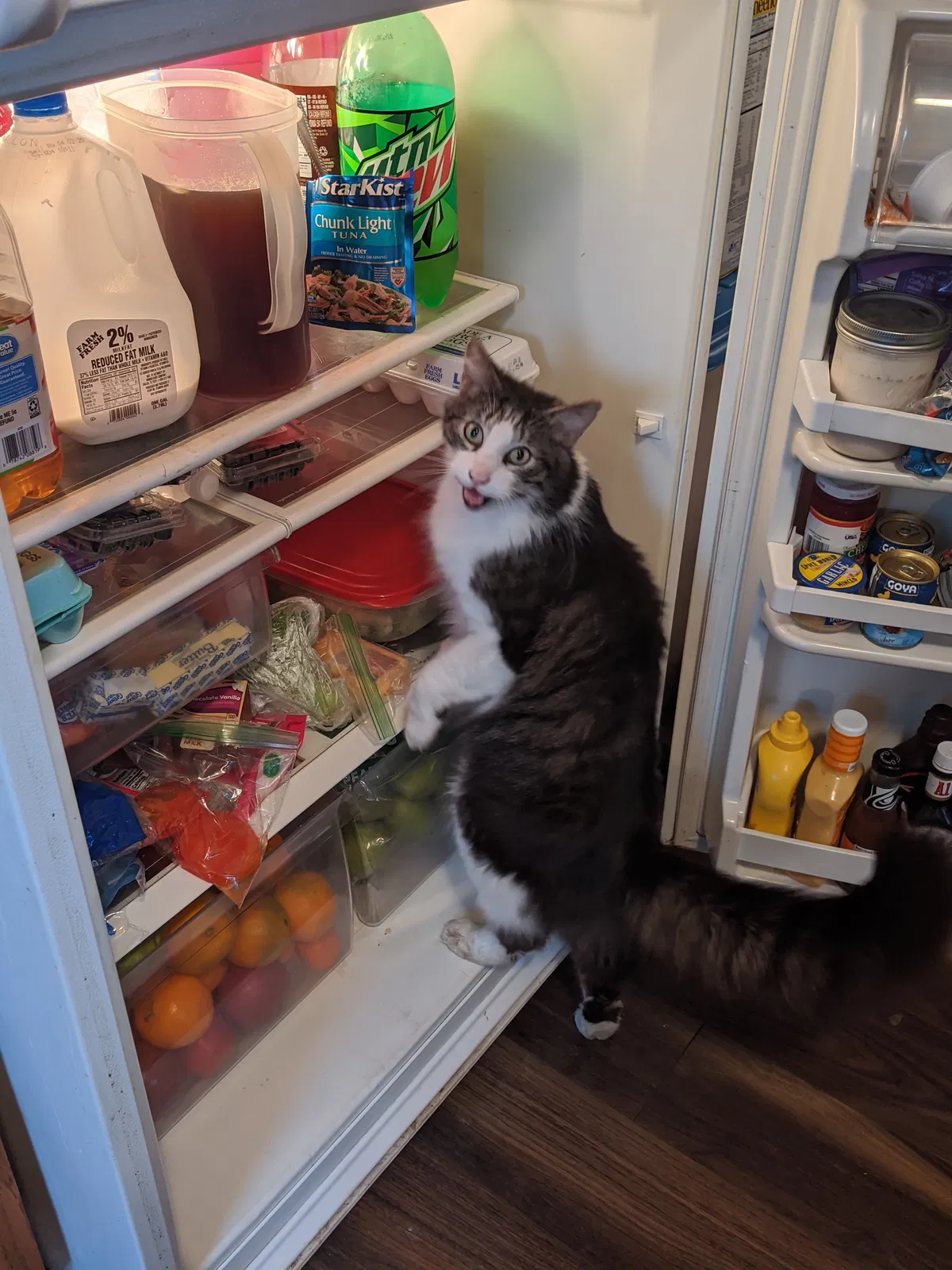 Lost cat in Cleveland, OH, 44102