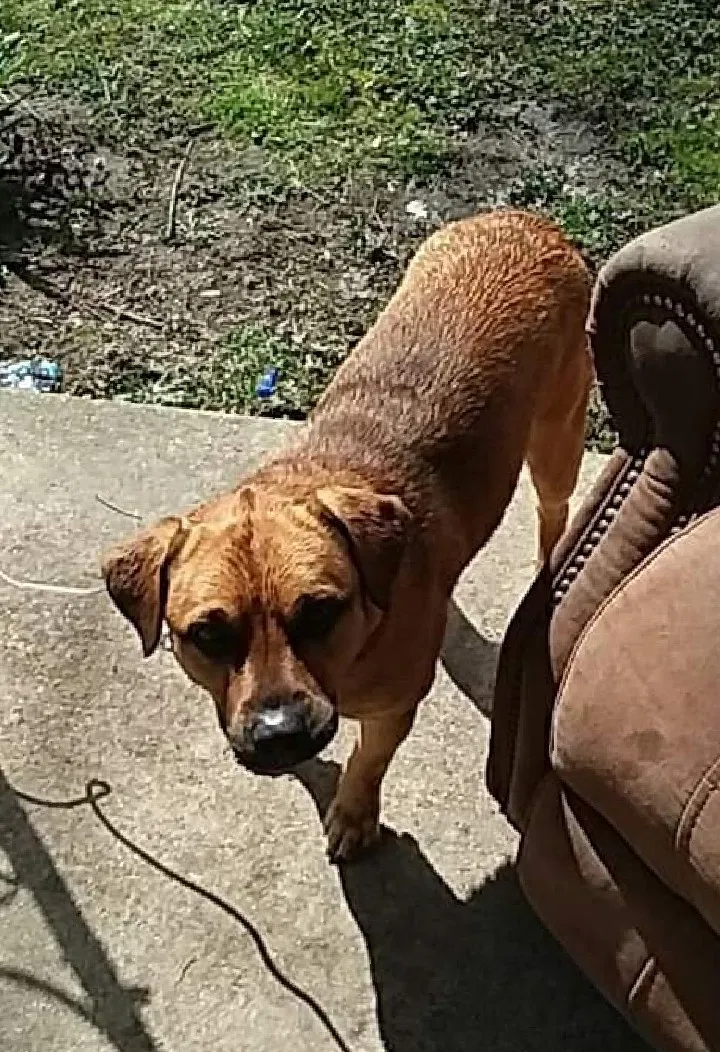 Lost dog in Decatur, IL, 62521