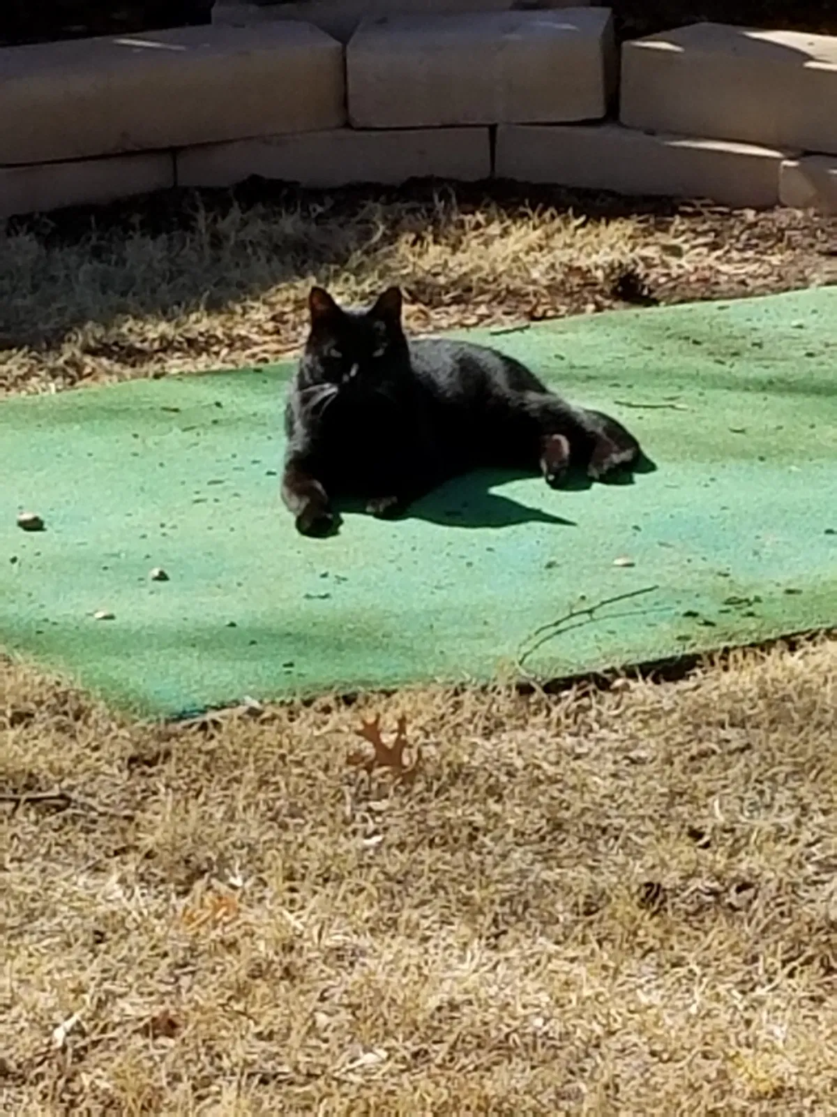 Lost cat in Lubbock, TX, 79413