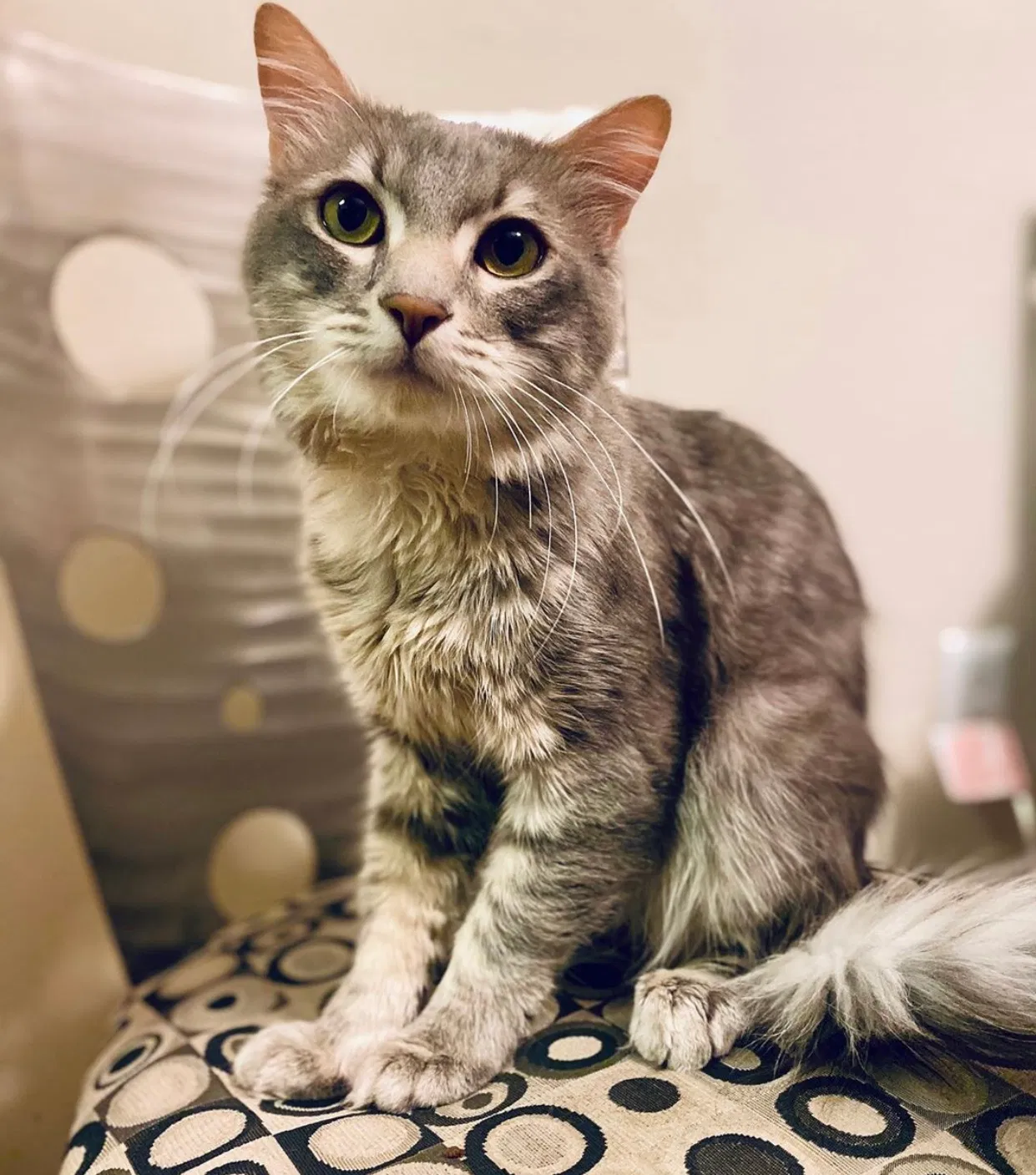 Lost cat in Aurora, CO, 80013